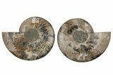 Cut & Polished, Agatized Ammonite Fossil - Madagascar #213041-1